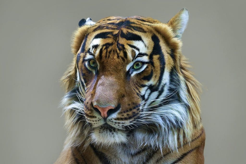 Un tigre paisible